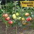 Obezbedite kvalitetne i sertifikovane sadnice voća u Rasadniku Antić  * Sve na jednom mestu  * Povoljna cena  ...
