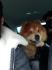 PET TAXI – SAPOPREVOZ Prevoz pasa svih rasa i veličina, prevoz mačaka, zečeva, ptica i ostalih kućnih ljubimaca obavljamo u ...